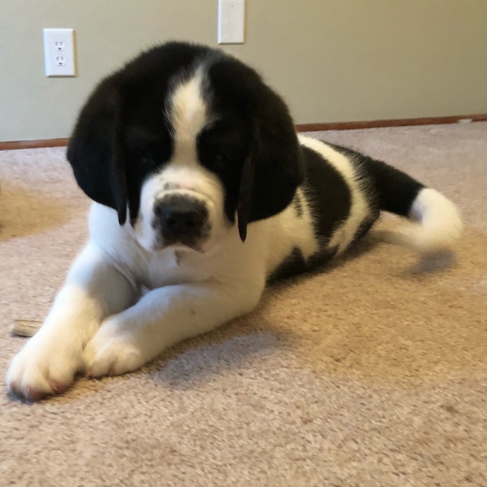 Meet your Posher, Gwendolynn